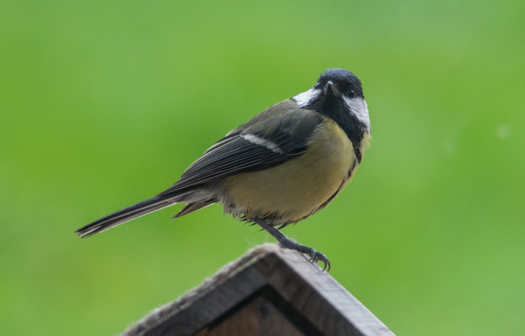 Faune Mesange charbonniere sur petite mangeoire