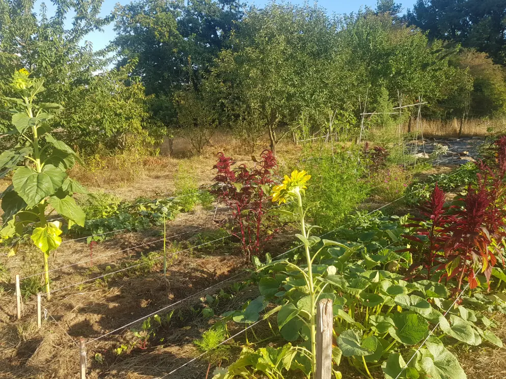 Permaculture Potager Sud au printemps