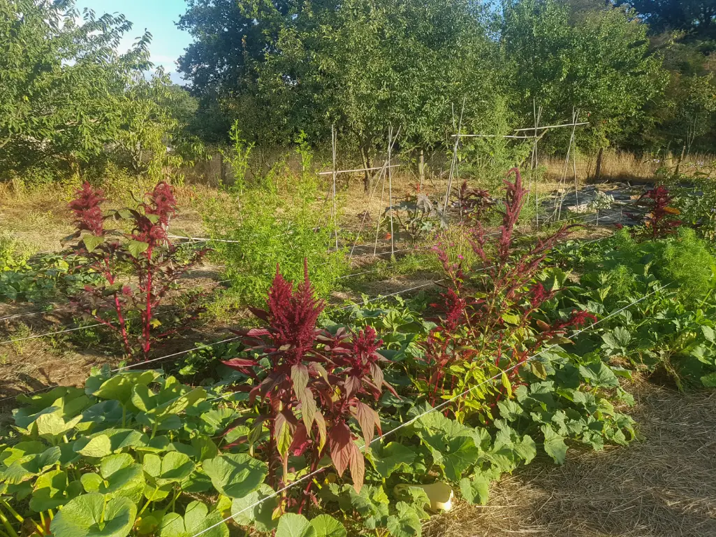 Permaculture Potager Sud vue des planches